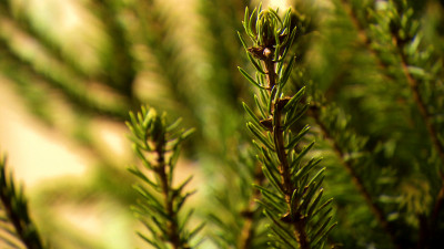 Петербуржцам дали советы, как выбрать живую ель