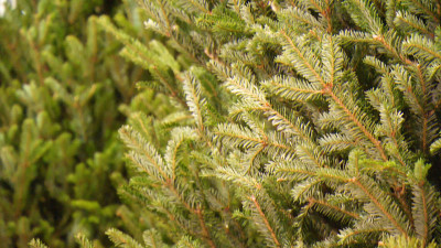 Эксперт объяснил, как продлить жизнь новогодней елке