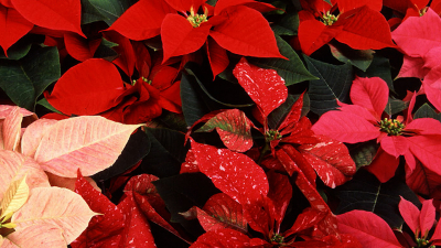 Цветовод перечислила растения, которые лучше всего дарить на Новый год