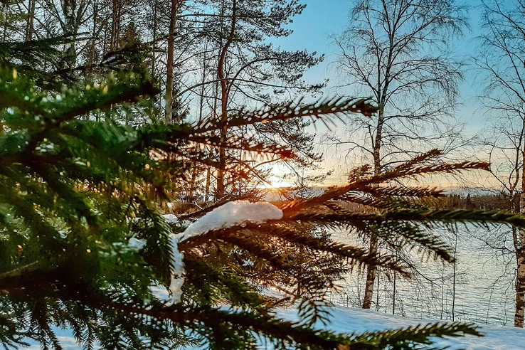 Жители Петербурга и Ленобласти законно срубили 24,5 тысячи новогодних елок - tvspb.ru