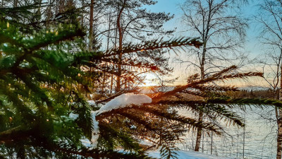 Жители Петербурга и Ленобласти законно срубили 24,5 тысячи новогодних елок