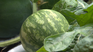 Полярные ягоды: петербургские учёные помогут вырастить арбузы в Антарктиде