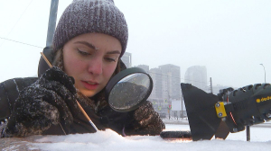 Как снег меняет Санкт-Петербург