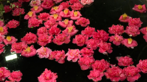 Цитрусы, камелии, бромелии и орхидеи. Тропики посреди зимы в Ботаническом саду