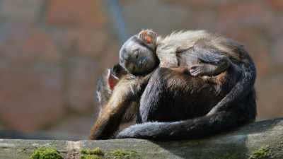 Петербуржцам предлагают выбрать имя для детеныша капуцинов