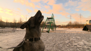 Есения – знаменитая служебная собака, а теперь заслуженная пенсионерка