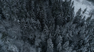 Экотропа в камовых холмах: снежная сказка на Колтушских высотах