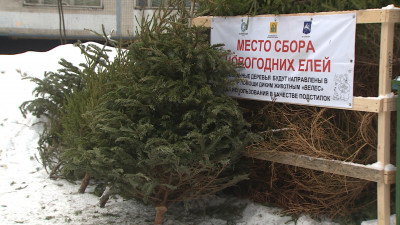 В Петербурге стартовала экологическая акция по сбору живых новогодних елок