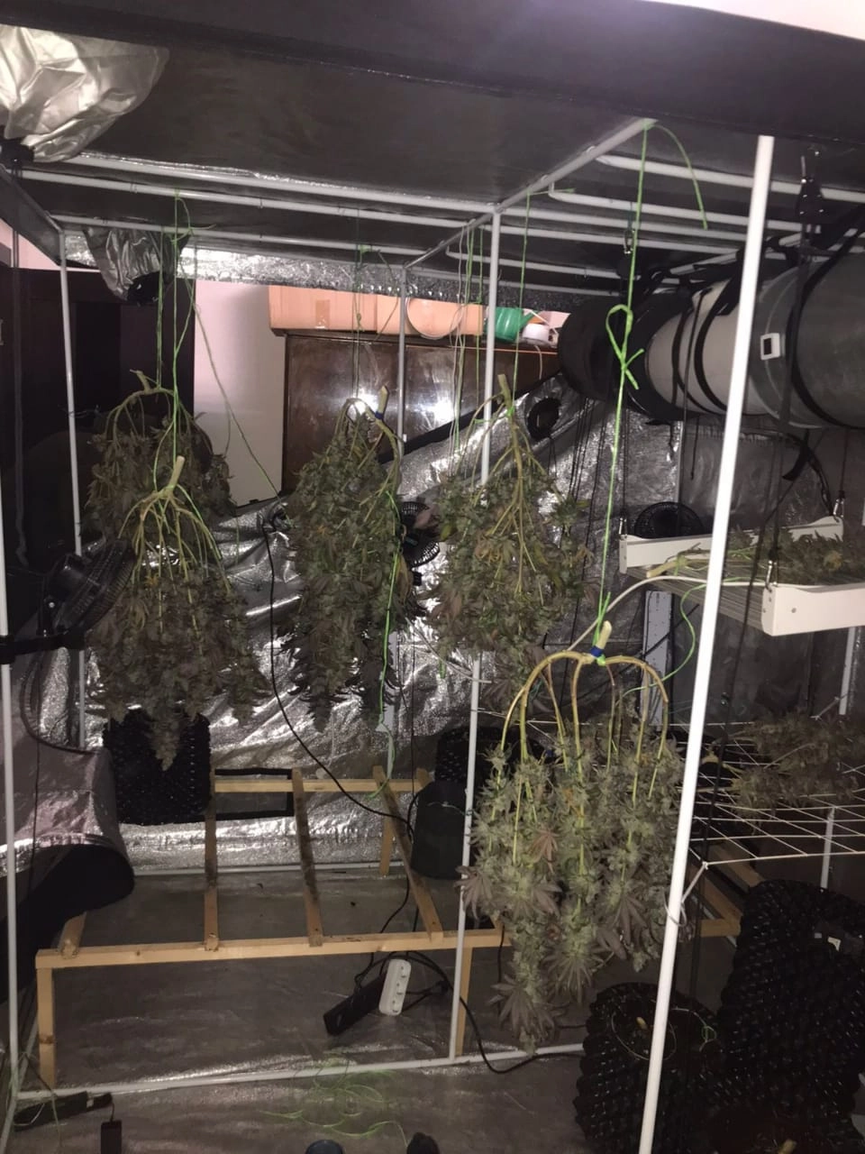 Плантацию конопли нашла полиция в квартире в Красном Селе - tvspb.ru