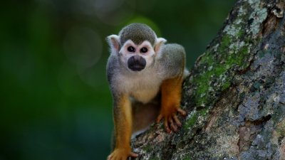 В Японии обнаружили новый случай оспы обезьян