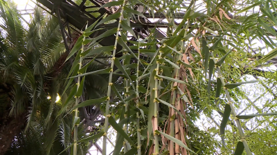 В Ботаническом саду впервые с 2013 года зацвел бамбук