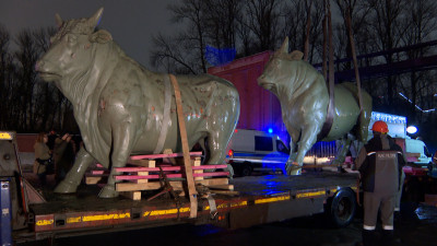 Скульптуры быков у бывшего мясокомбината на Московском шоссе отправились на реставрацию