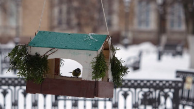 Сад Мариинского дворца украсили кормушками для птиц