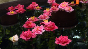 «Цветок самурая», любимый Коко Шанель: в Ботаническом саду зацвела камелия японская