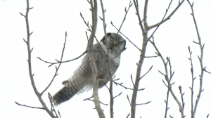 Бёрдвотчинг — новое популярное хобби россиян