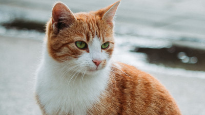 В Невском районе Петербурга пожилой мужчина украл кота-сотрудника зоомагазина