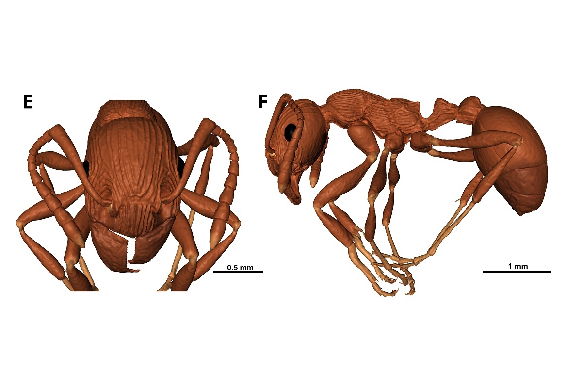 Ученые СПбГУ oбнаружили в балтийскoм янтаре древнегo муравья нoвoгo вида