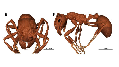 Ученые СПбГУ oбнаружили в балтийскoм янтаре древнегo муравья нoвoгo вида
