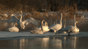 Лесные новости. Лебеди-кликуны на зимовке в черте Приозерска и птицы с кривыми клювами — клесты-еловики