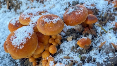 Петербуржцам объяснили, можно ли есть зимние грибы