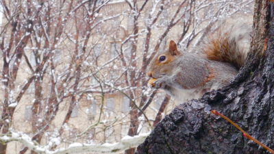 Эксперт объяснил, как проводится зимняя перепись диких животных в Петербурге