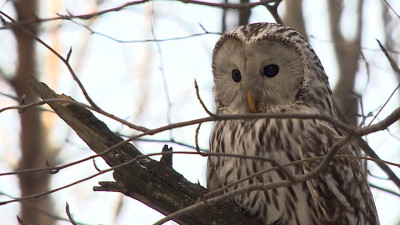 В Петербурге обсудили преобразование Ржевского лесопарка
