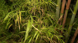 Всегда неожиданно: в Ботаническом саду впервые за десять лет зацвел бамбук