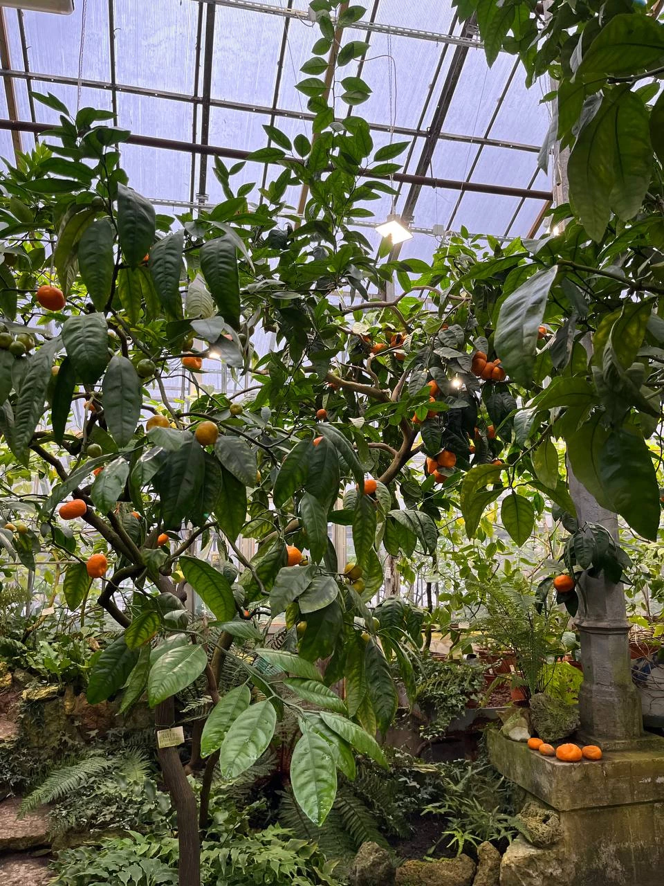 Петербуржцев приглашают посетить Ботанический сад на выходных - tvspb.ru