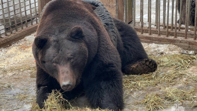 400-килограммовый медведь Федор во время игры застрял в автопокрышке в парке «Русь»