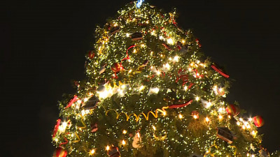 Петербуржцам рассказали, откуда привезут главную новогоднюю елку