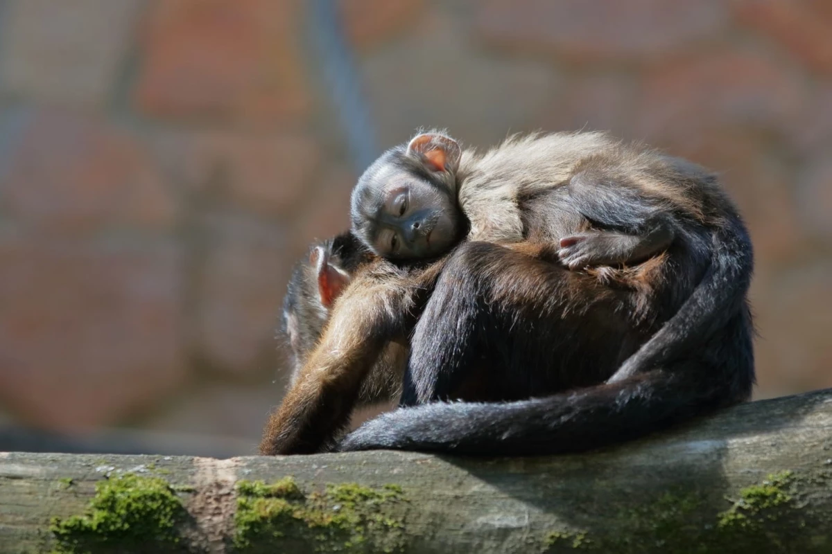 Ленинградский зоопарк проводит конкурс на имя для детёныша капуцинов - tvspb.ru