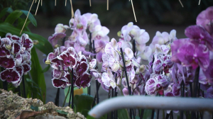Цветок, помогающий побороть депрессию: что надо знать прежде, чем завести дома орхидею