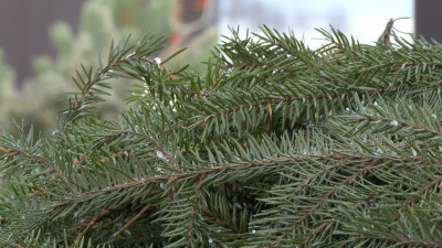 «Ёлки, палки и щепа»: Петербуржцам рассказали, как можно с пользой утилизировать новогодние деревья