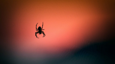 В заповеднике под Оренбургом нашли ранее неизвестного паука