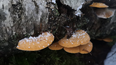 После недельной оттепели под Петербургом заметили грибы