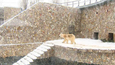 В Ленинградском зоопарке покажут медвежий баскетбол и украшенных весной оленей