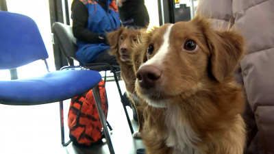 На зимнюю выставку «Город собак» в Петербурге привели более 2 тысяч участников