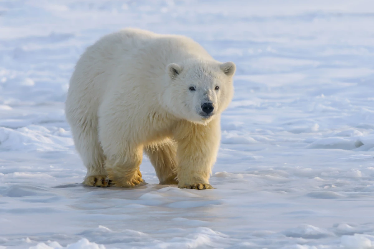 Ко Дню белого медведя в Петербурге откроют выставку «Хозяин Арктики» - tvspb.ru