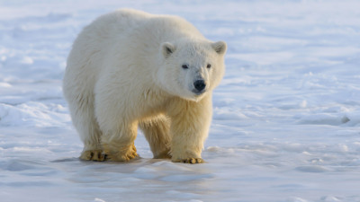 Ко Дню белого медведя в Петербурге откроют выставку «Хозяин Арктики»