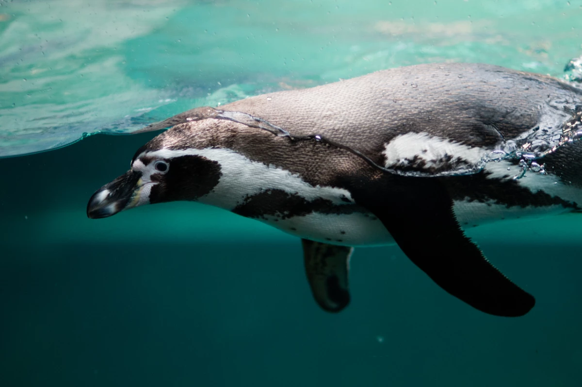 Останки крупнейшего на Земле пингвина нашли на пляже в Новой Зеландии - tvspb.ru