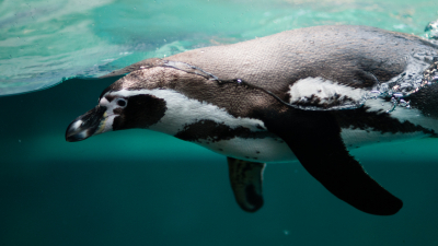 Останки крупнейшего на Земле пингвина нашли на пляже в Новой Зеландии