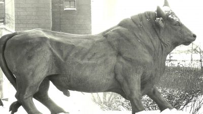 В Петербурге представили редкие снимки бронзовых быков 1965 года