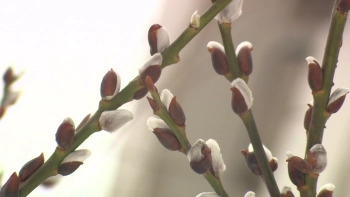 Александр Беглов поздравил петербуржцев с Вербным воскресеньем