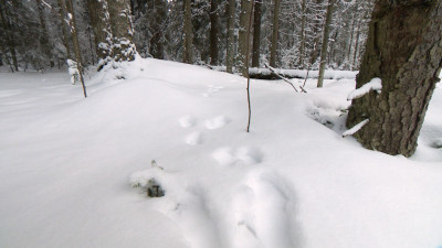 Ещё очень много: Александр Колесов показал, сколько снега лежит в Ленобласти
