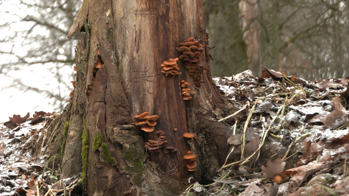 Большие грибницы съедобных зимних опят заметили в лесах под Петербургом - tvspb.ru