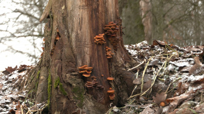 Большие грибницы съедобных зимних опят заметили в лесах под Петербургом