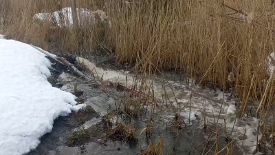 Огороды жителей деревни Хвалово в Ленобласти страдают от грязных сточных вод