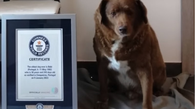 Самая долгоживущая собака из Португалии попала в Книгу рекордов Гиннесса
