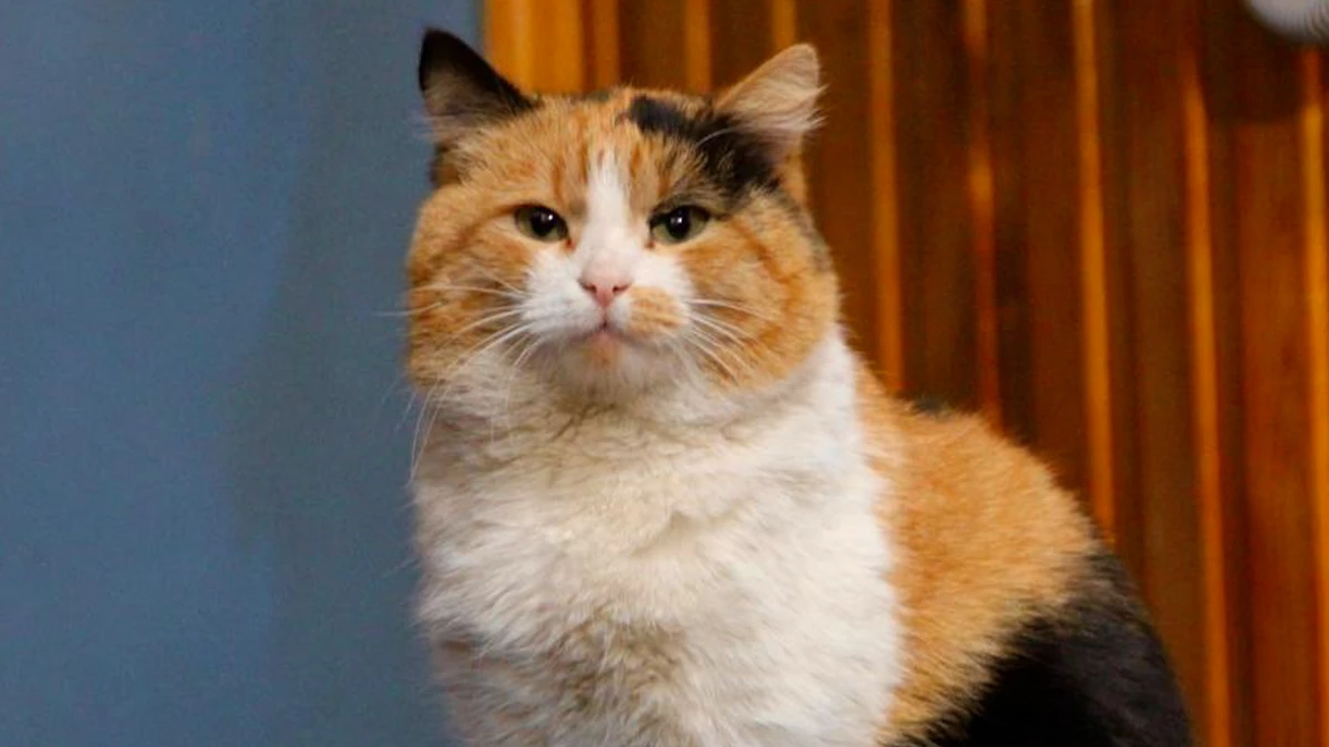 Один на 100 тысяч: уникальный кот Огнетушитель появился на боевом посту МЧС - tvspb.ru