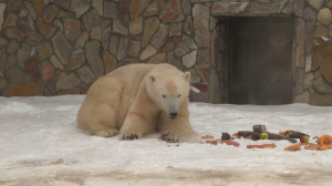 В гостях у символа Ленинградского зоопарка: поздравим любительницу варёной свёклы Хаарчаану с Днём полярного медведя